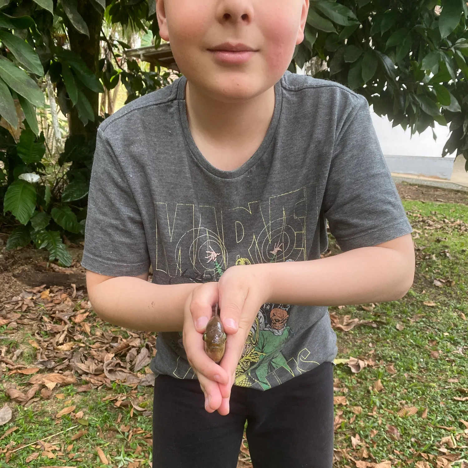 The most recent Pearl cichlid catches on Fishbrain