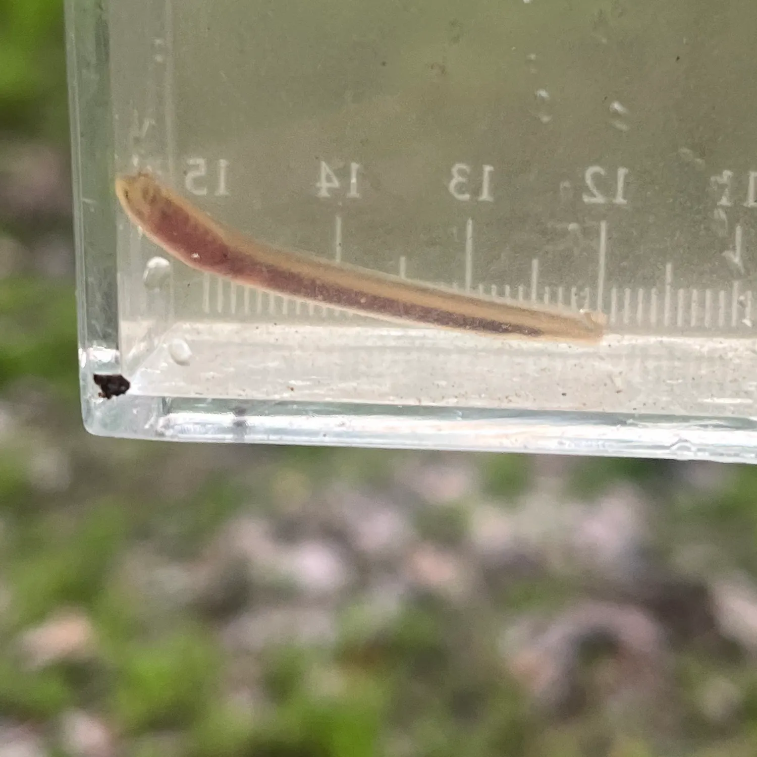 The most recent Least brook lamprey catches on Fishbrain