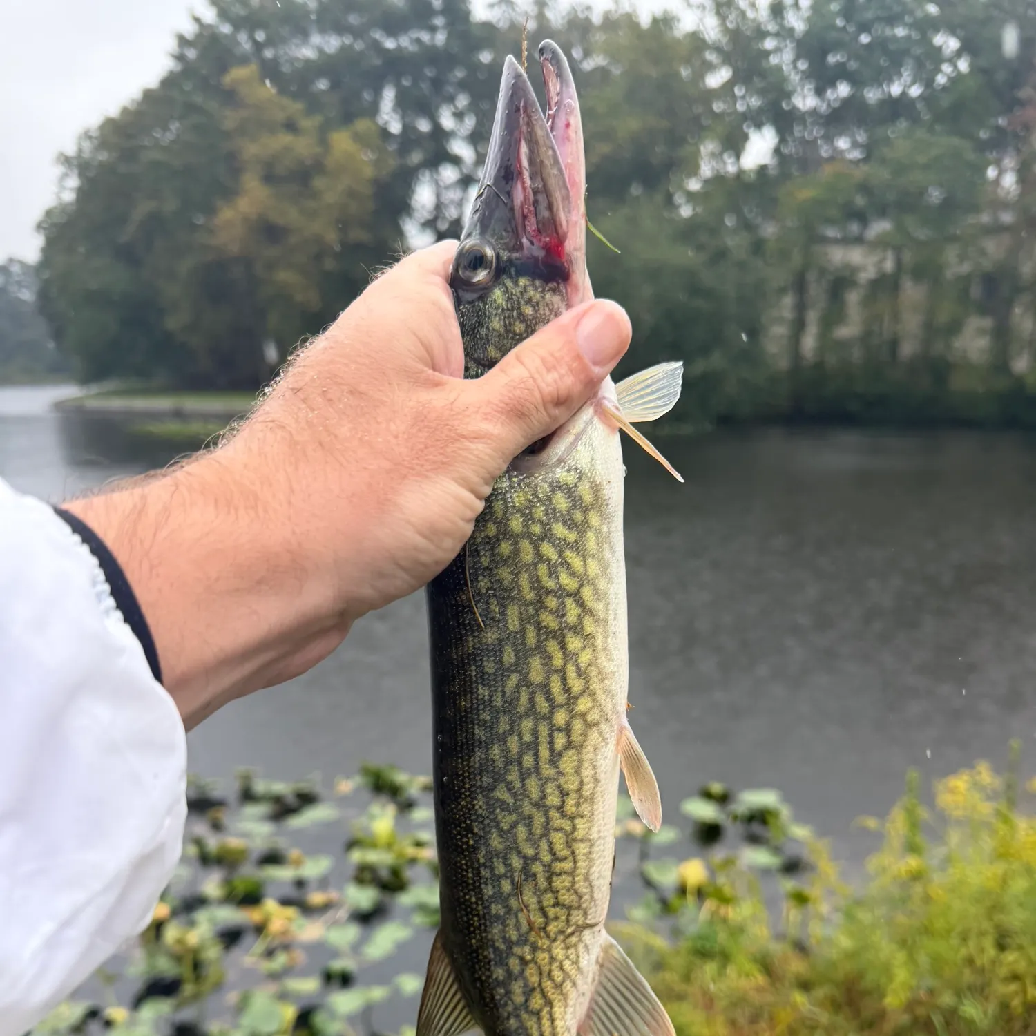 Chain pickerel caught on Fishbrain
