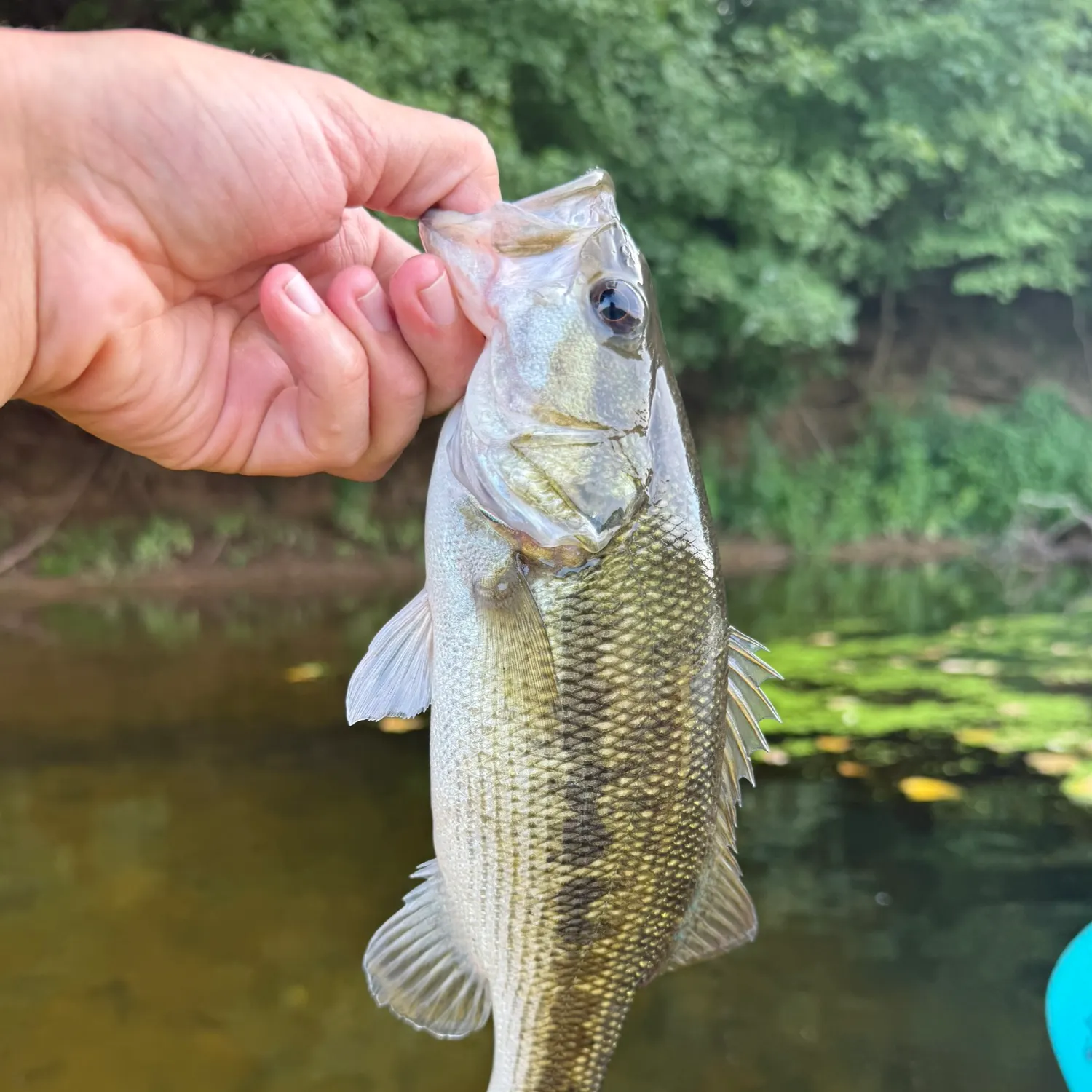 Spotted bass caught on Fishbrain