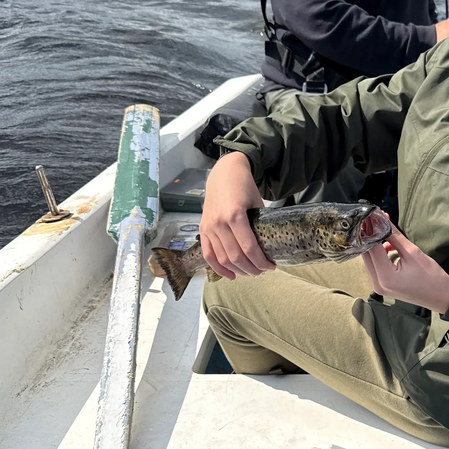 Brown trout caught on Fishbrain