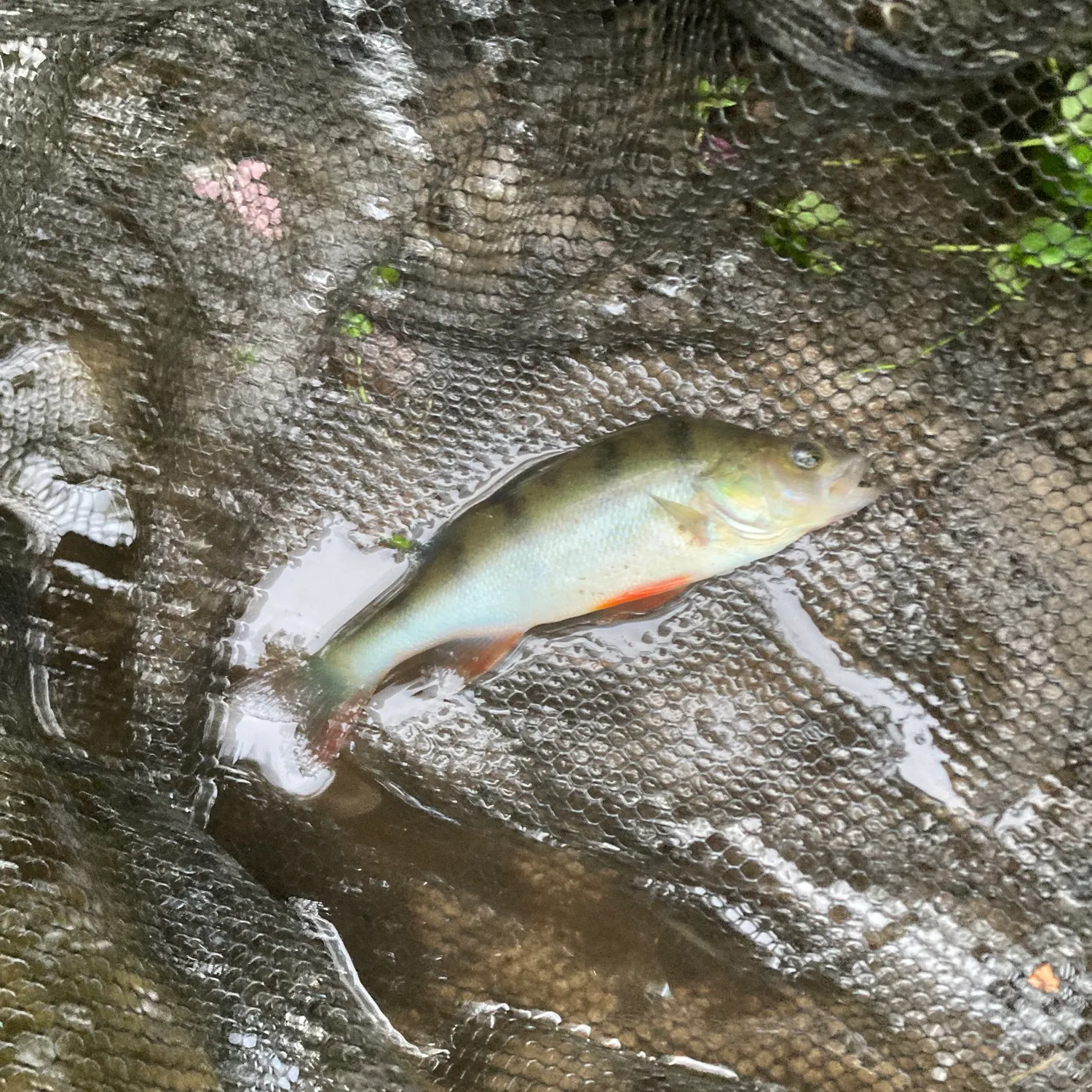 European perch caught on Fishbrain