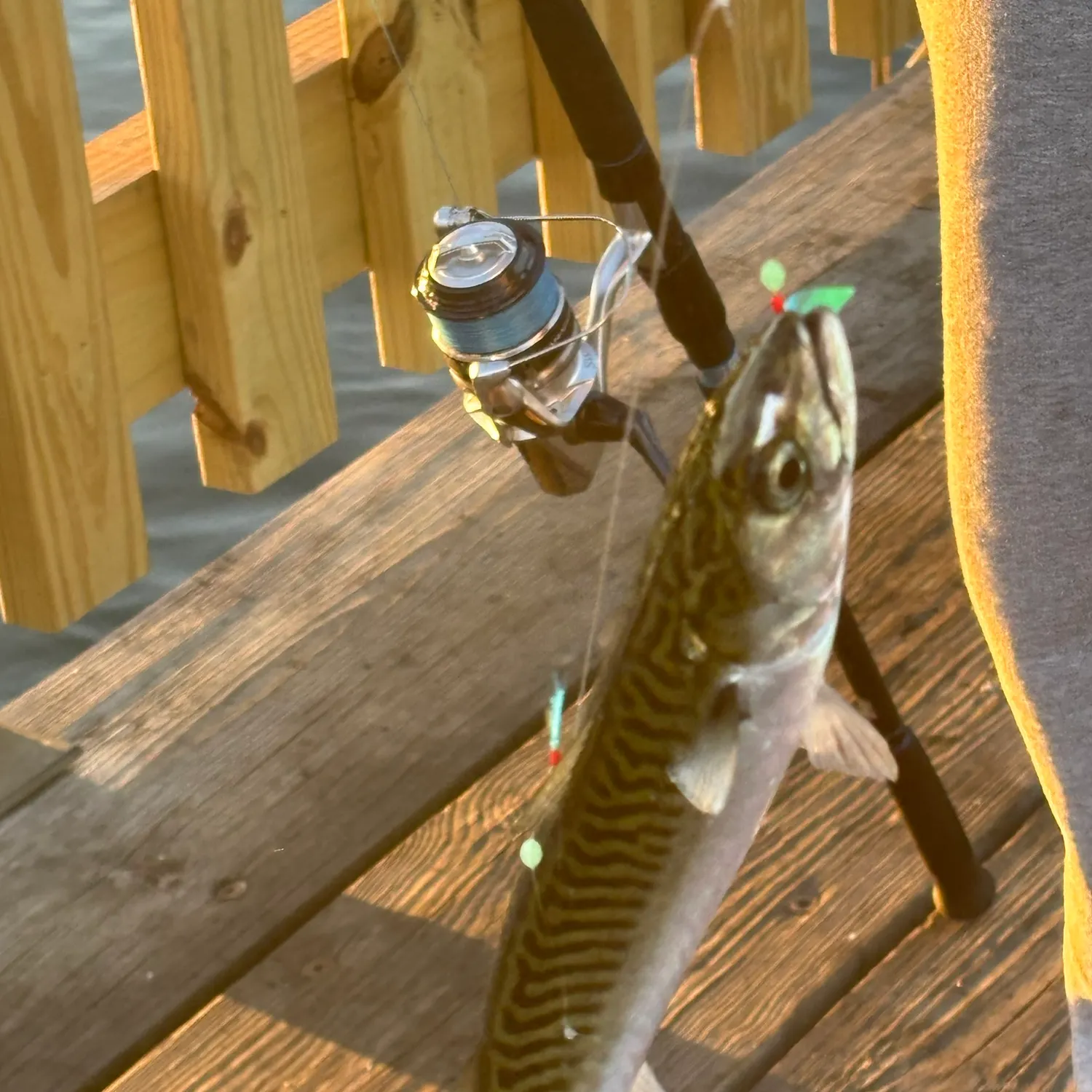 Atlantic mackerel caught on Fishbrain