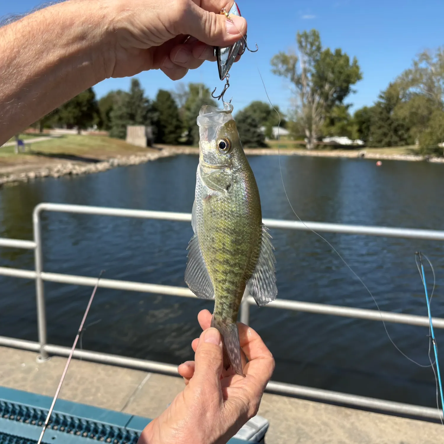 White crappie caught on Fishbrain