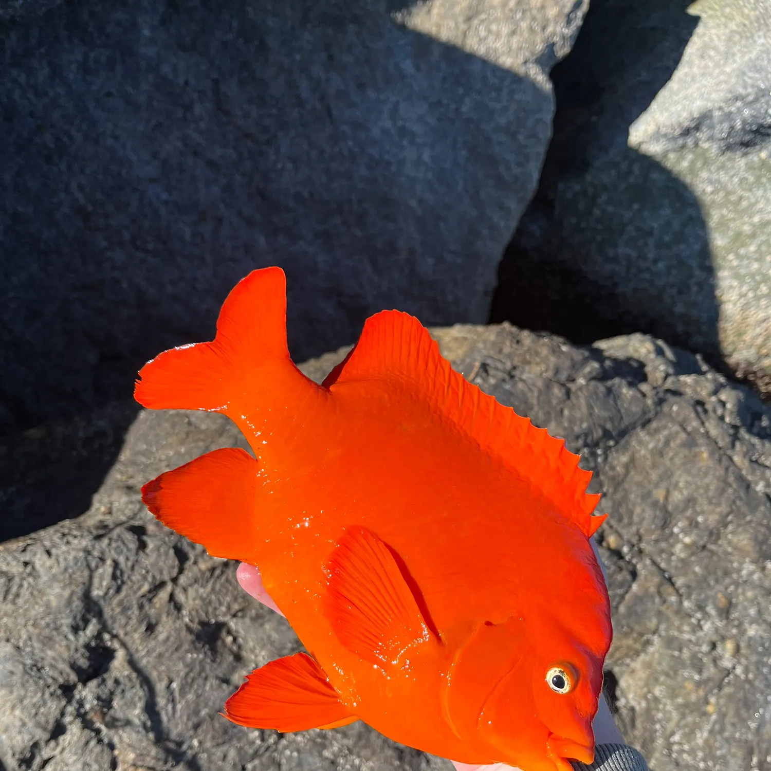 The most recent Garibaldi damselfish catches on Fishbrain