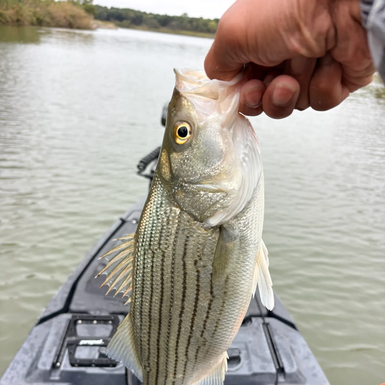 Wiper caught on Fishbrain