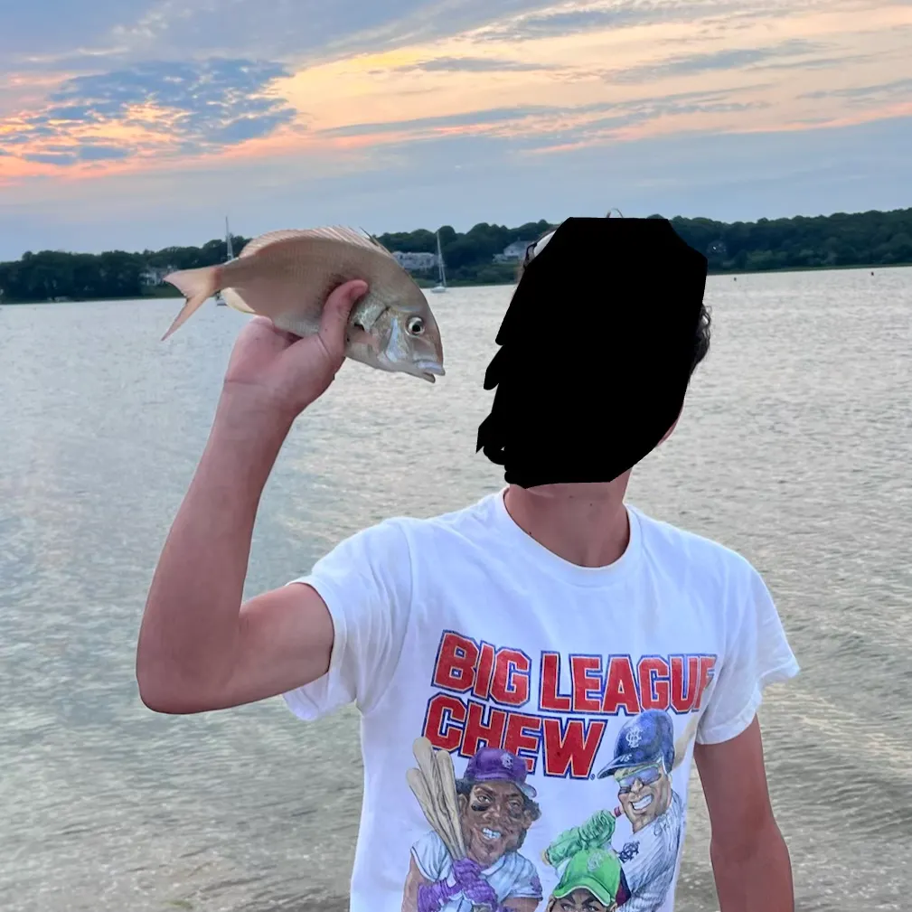 The most recent Scup catches on Fishbrain