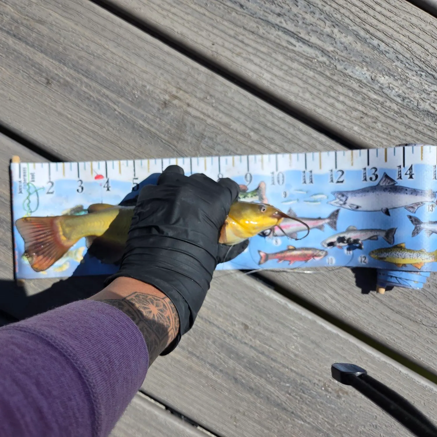 Yellow bullhead caught on Fishbrain