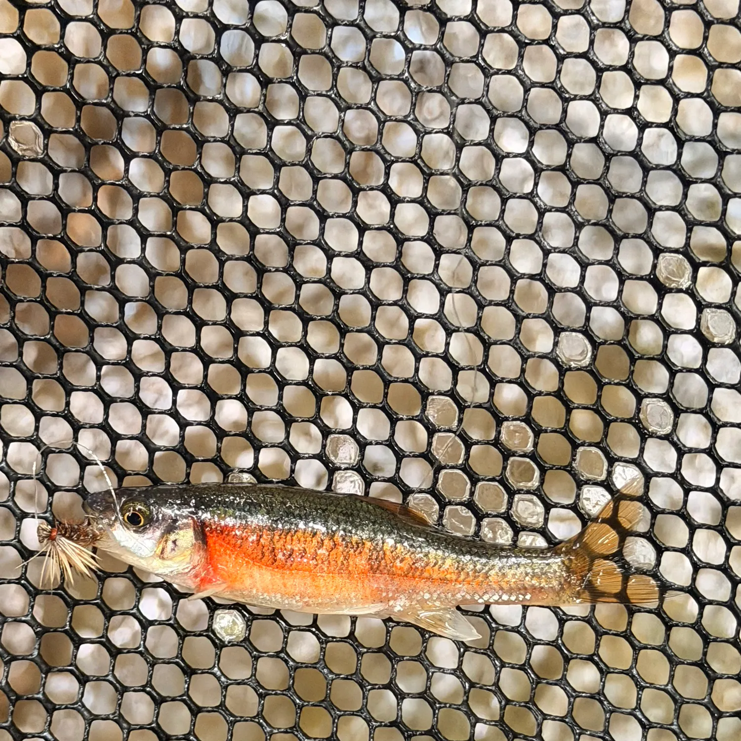 The most recent Rosyside dace catches on Fishbrain