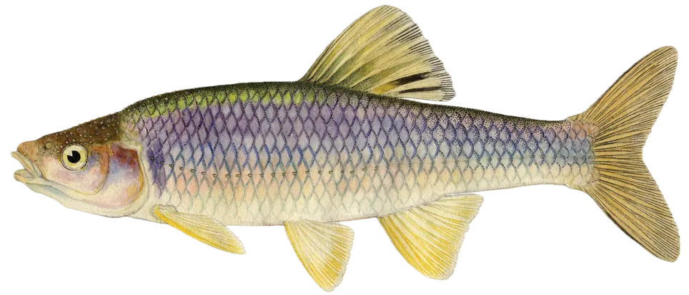 Spotfin shiner