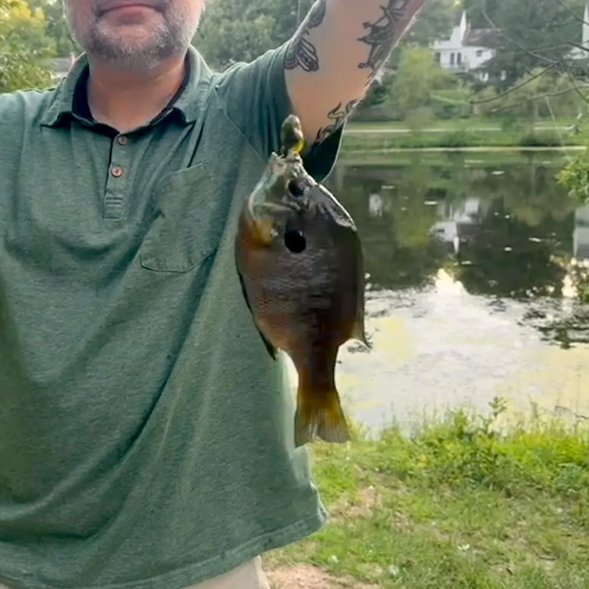Bluegill caught on Fishbrain