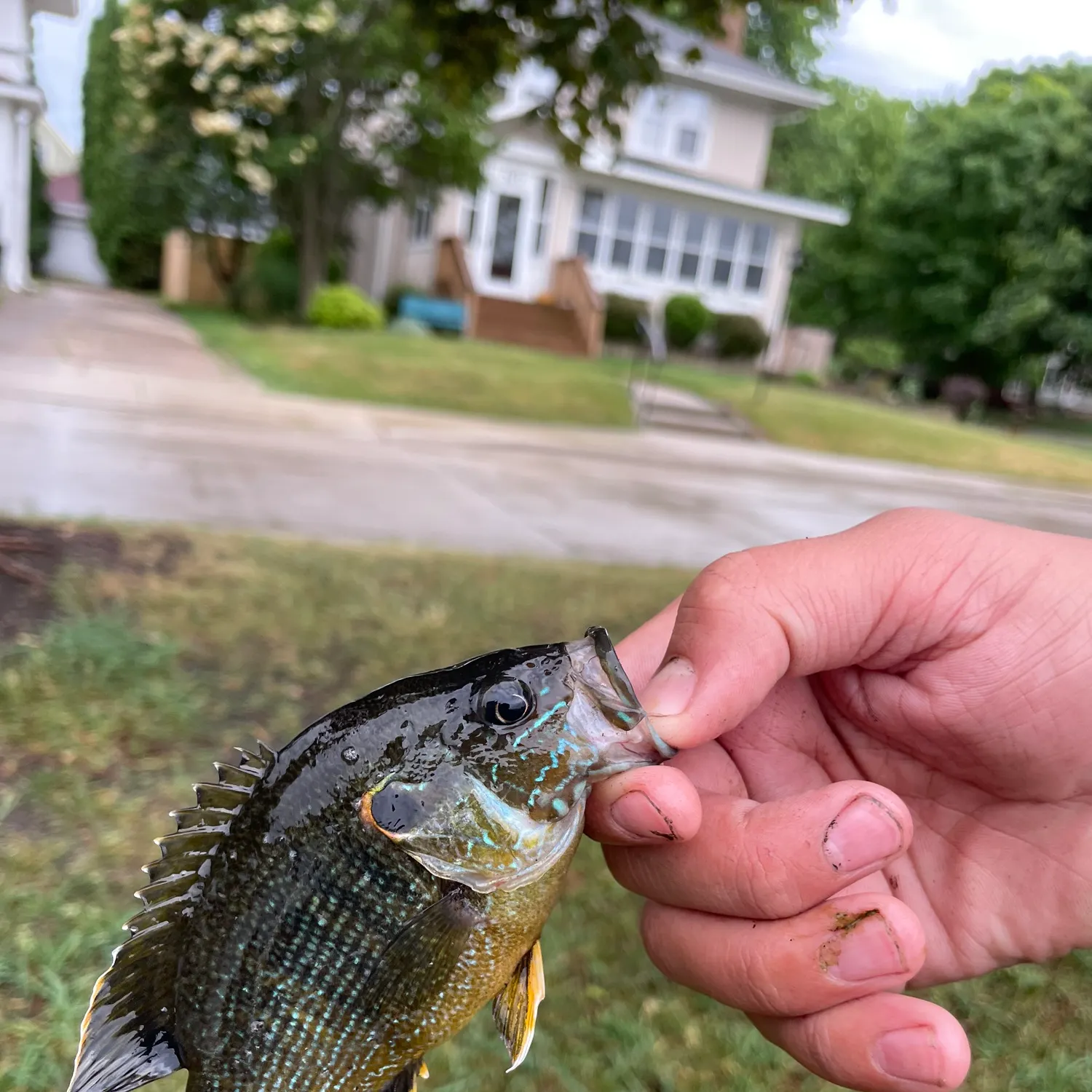 catch