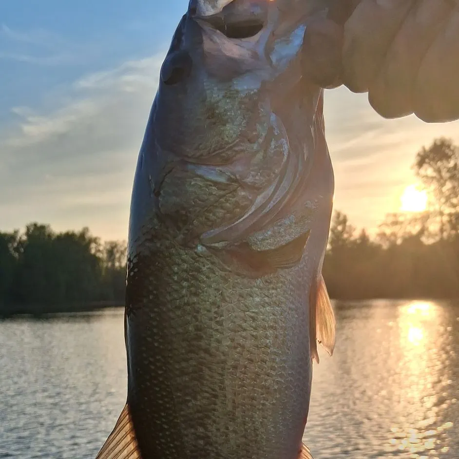 Largemouth bass caught on Fishbrain