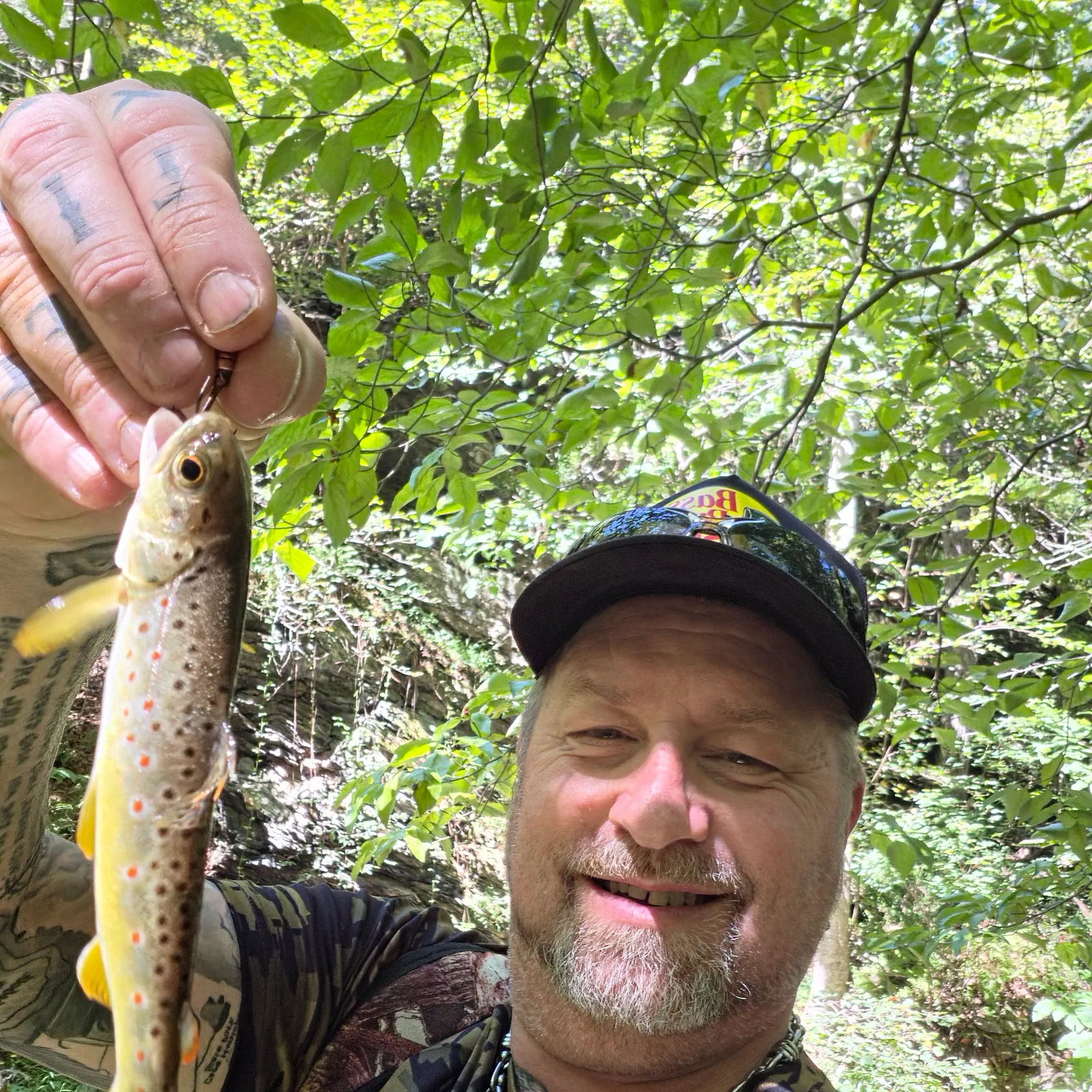 Brown trout caught on Fishbrain