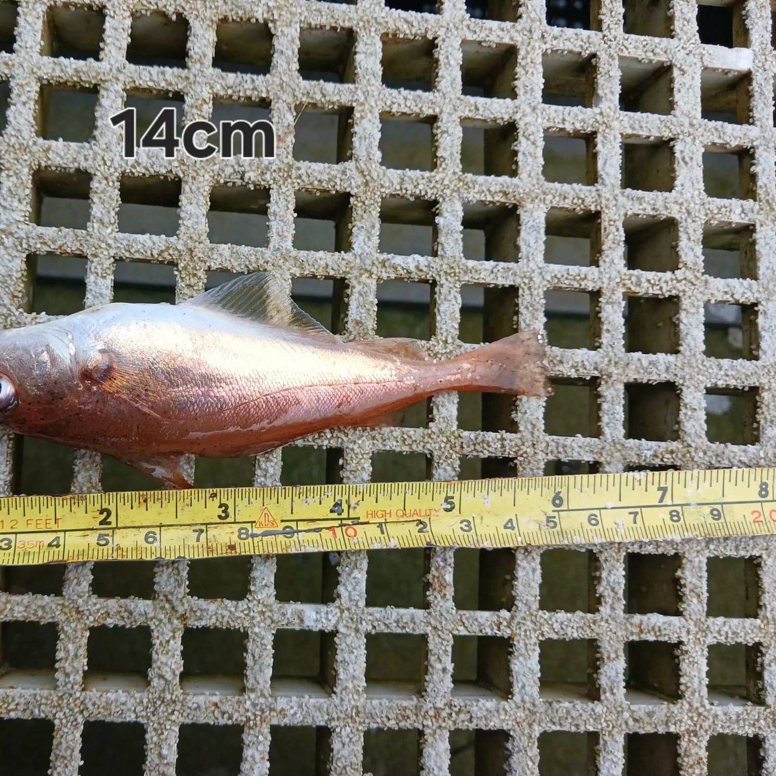 The most recent Poor cod catches on Fishbrain