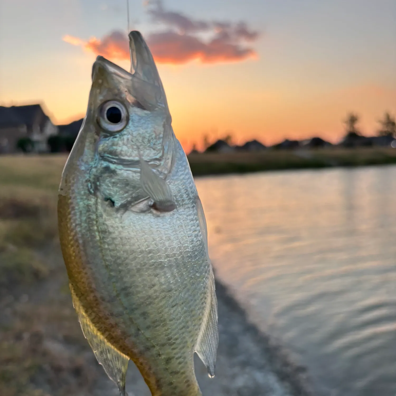 White crappie caught on Fishbrain