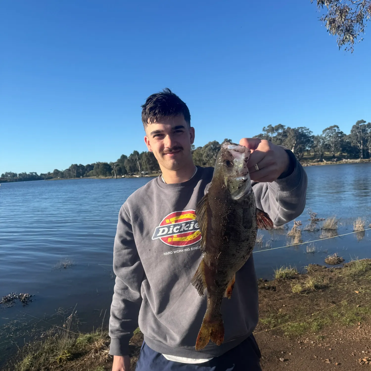 European perch caught on Fishbrain