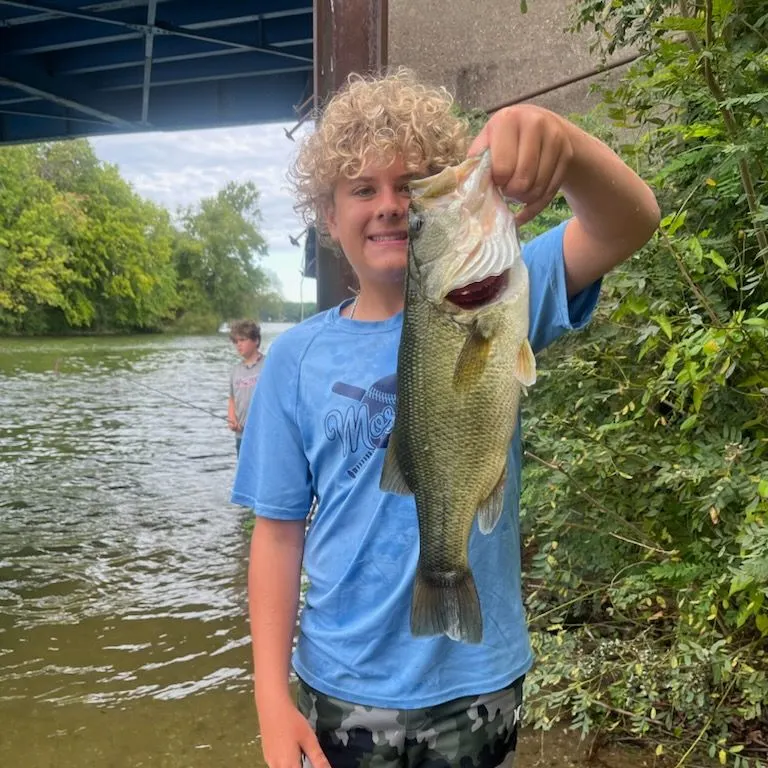 Largemouth bass caught on Fishbrain