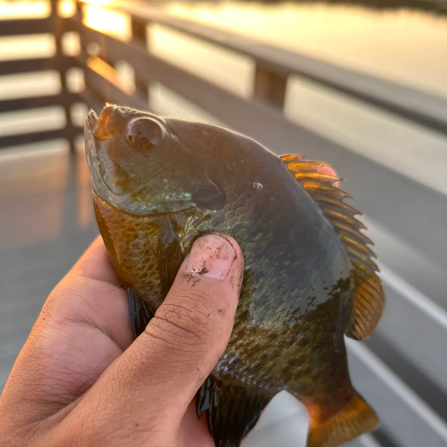 Bluegill caught on Fishbrain