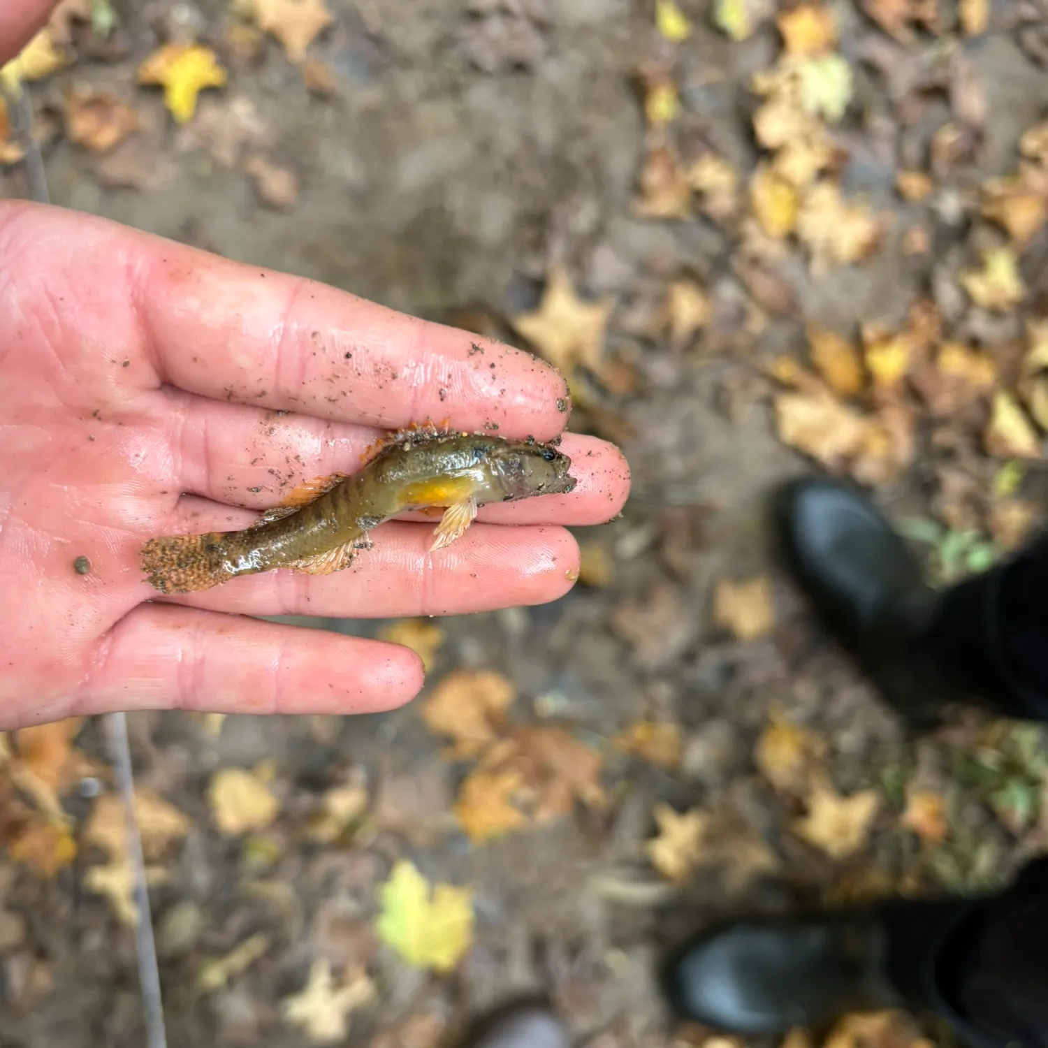 Round goby caught on Fishbrain