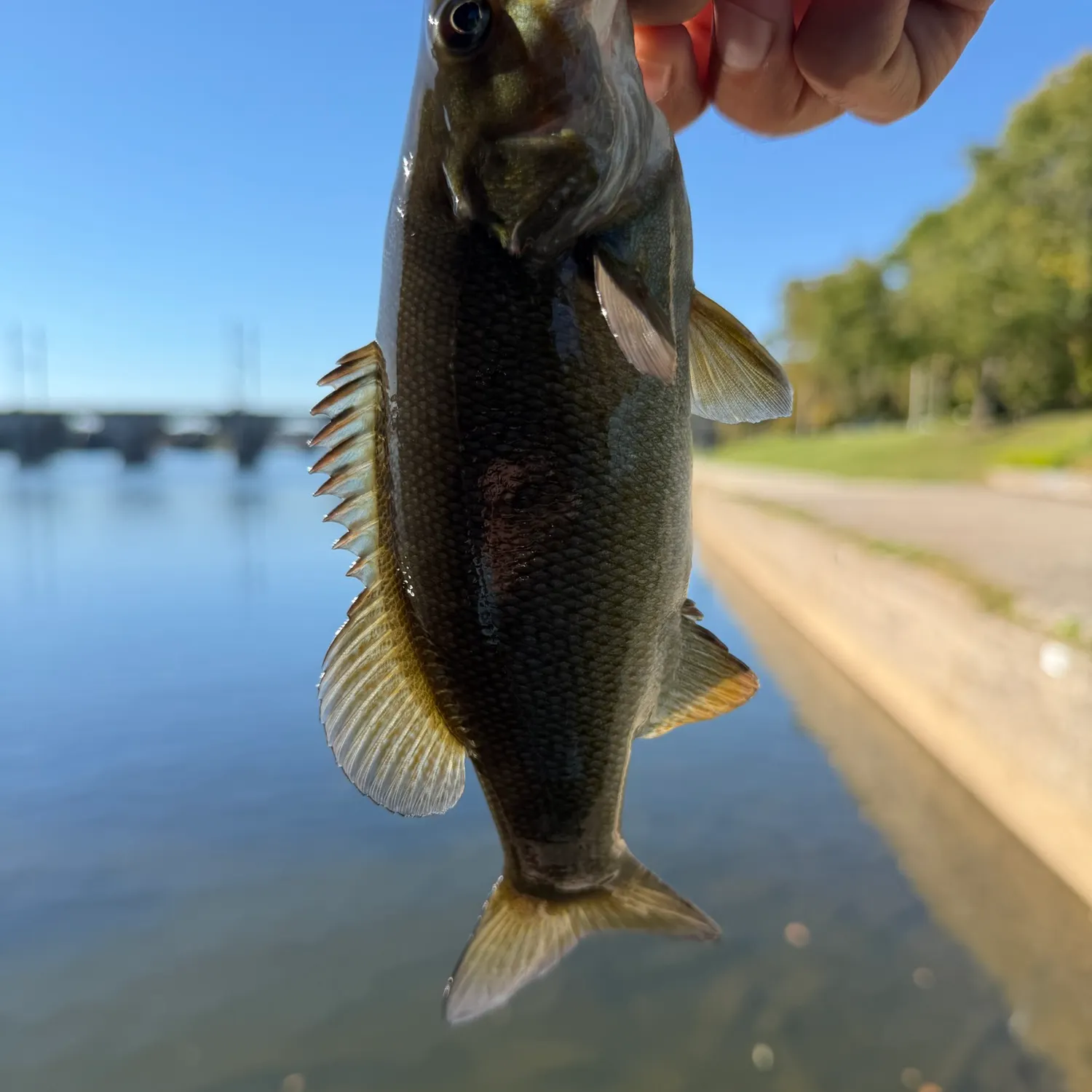 Smallmouth bass caught on Fishbrain