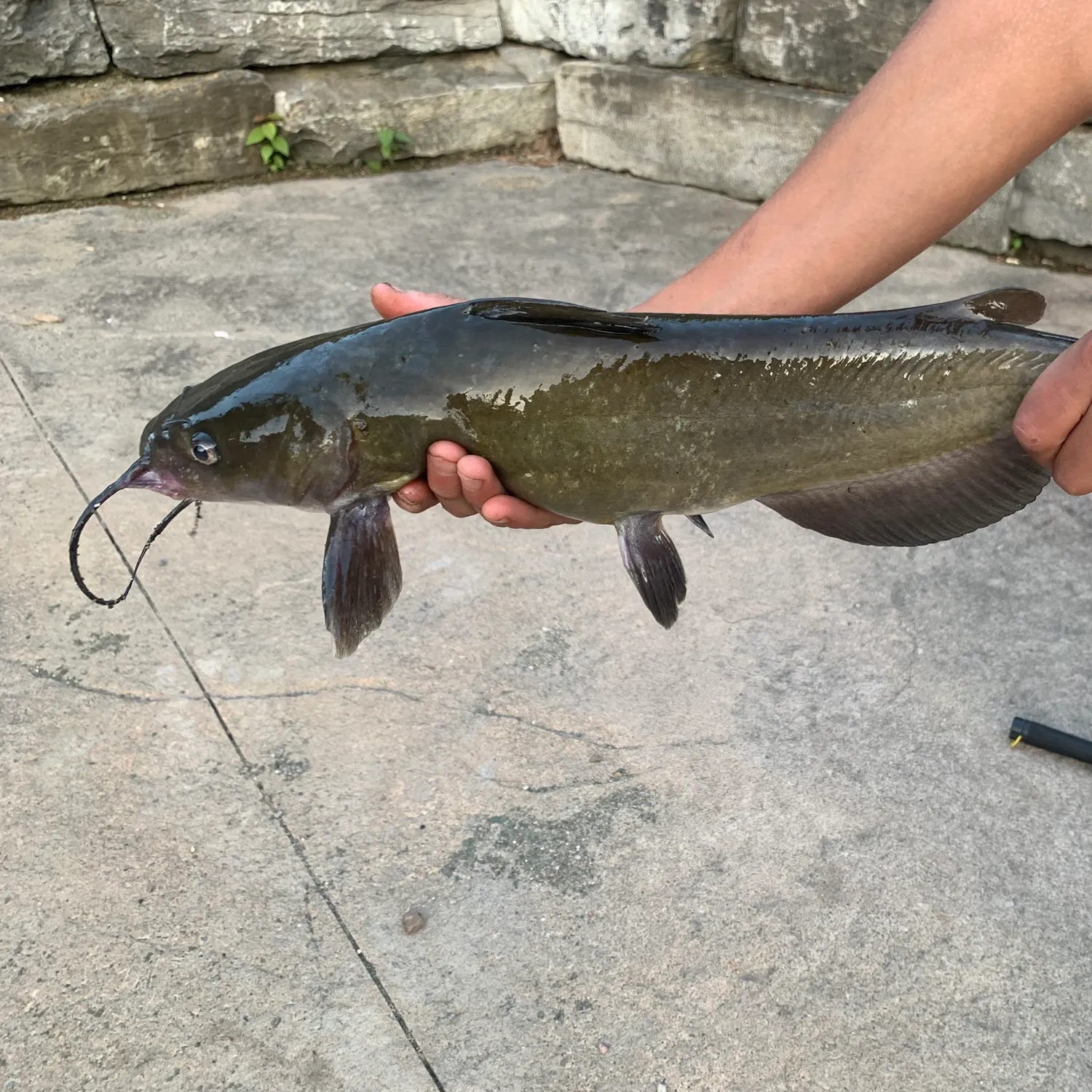 Channel catfish caught on Fishbrain