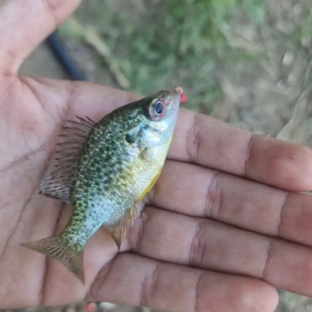 Pumpkinseed x green sunfish caught on Fishbrain