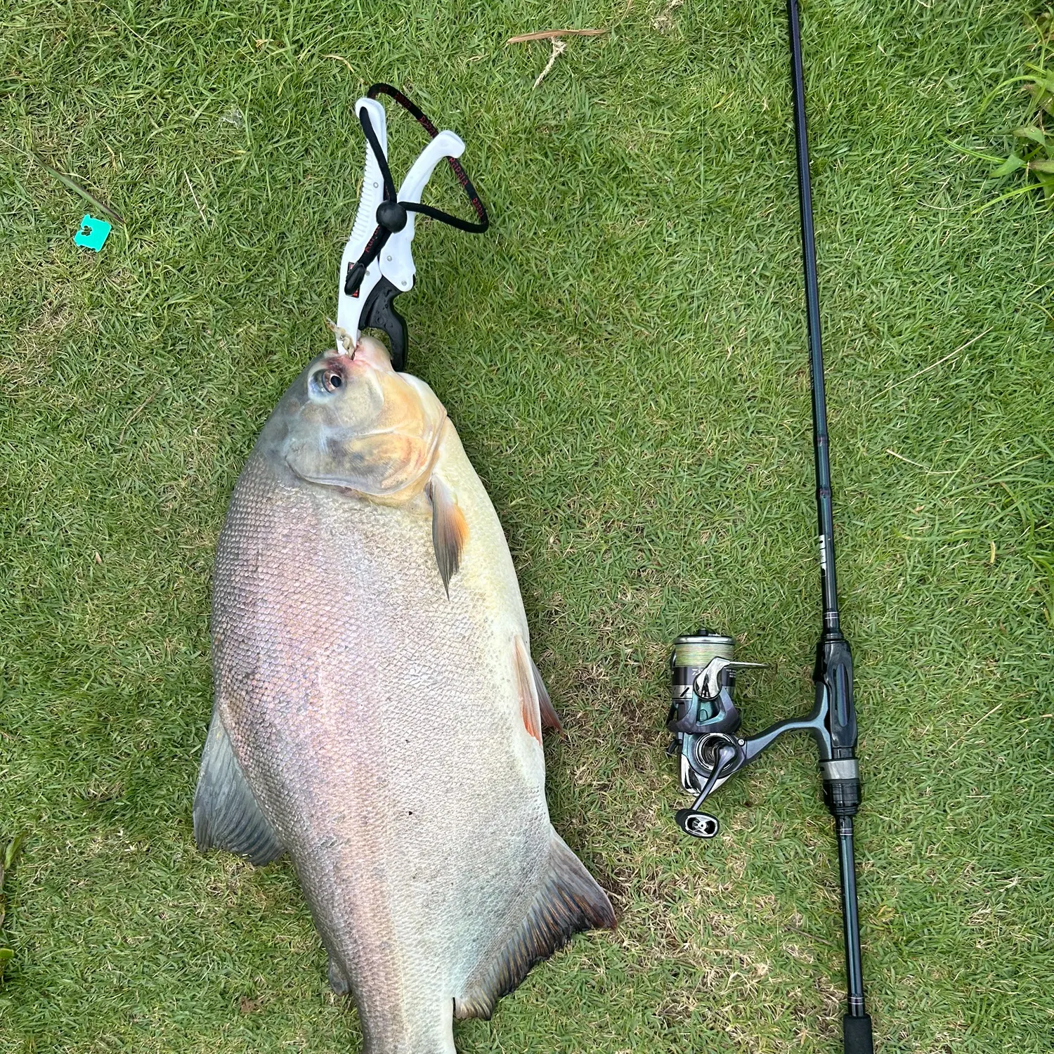 The most recent Small-scaled pacu catches on Fishbrain