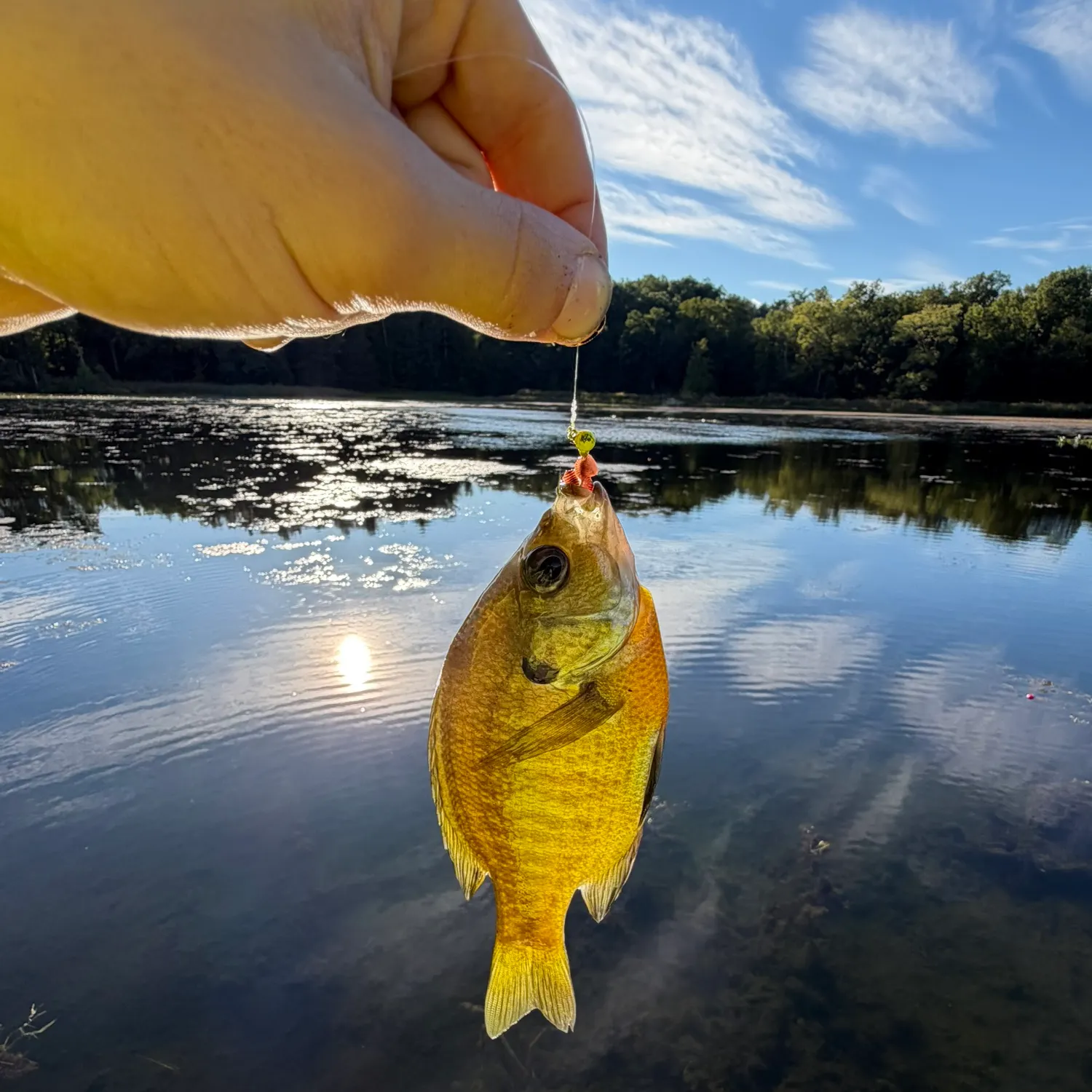 Bluegill caught on Fishbrain