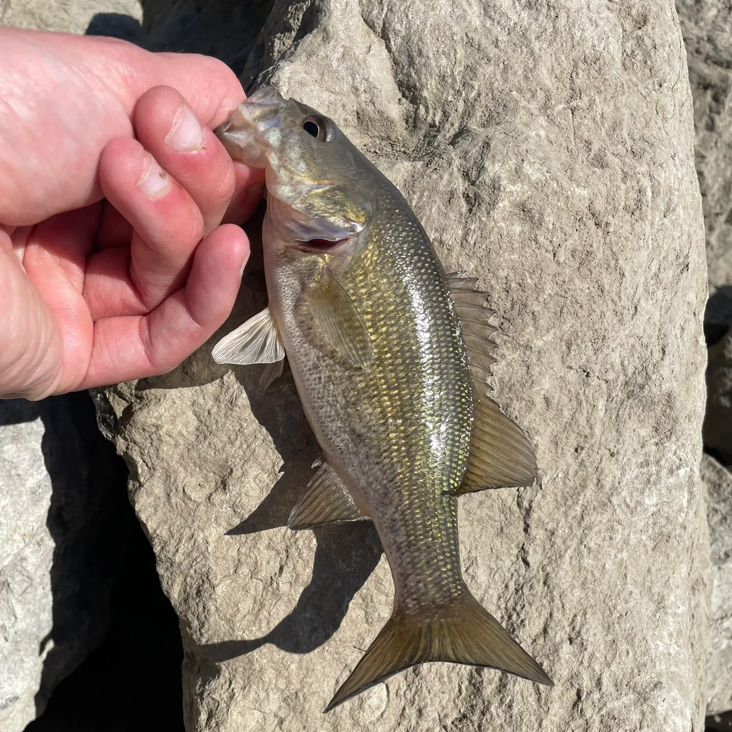 The most recent Meanmouth bass catches on Fishbrain