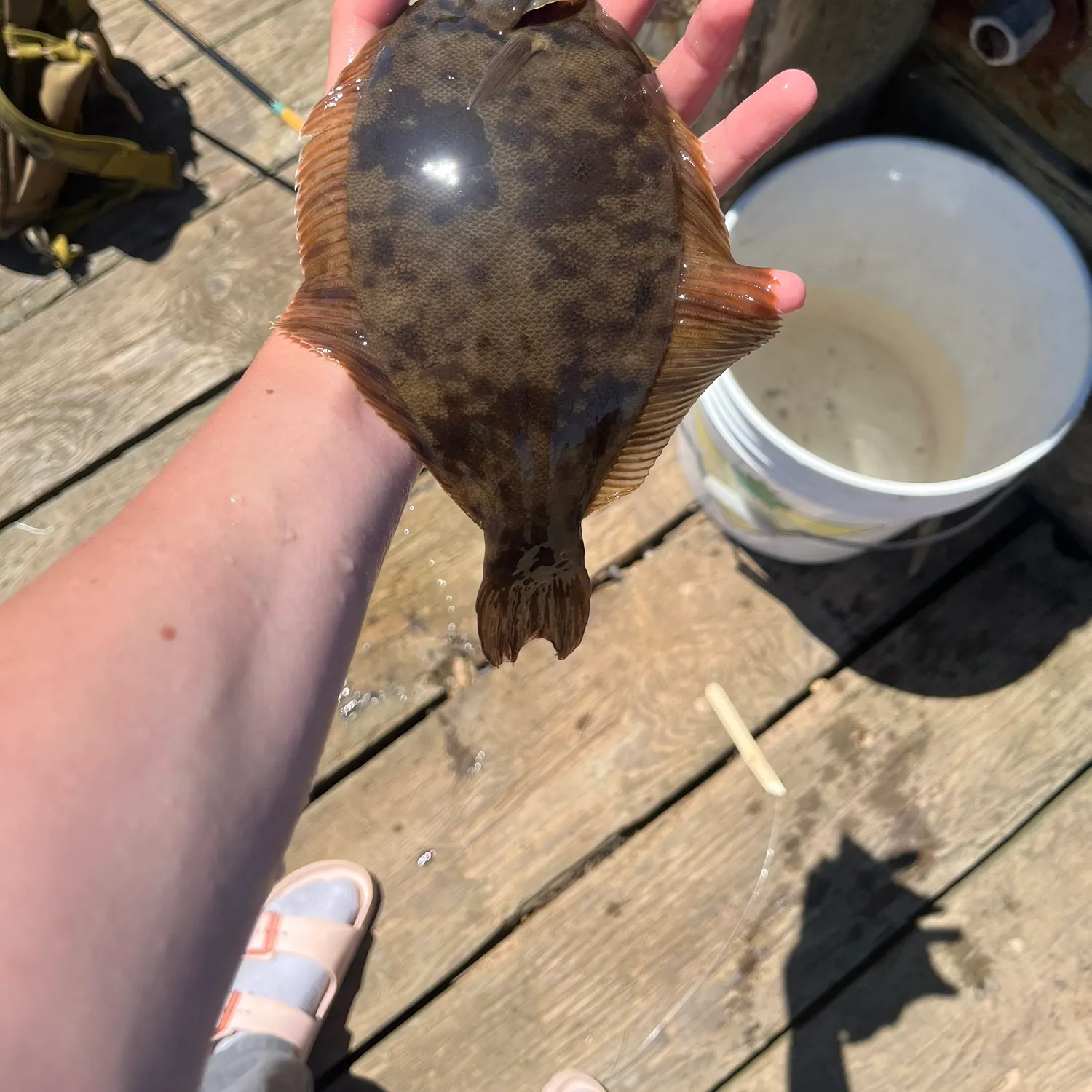 The most recent Winter flounder catches on Fishbrain