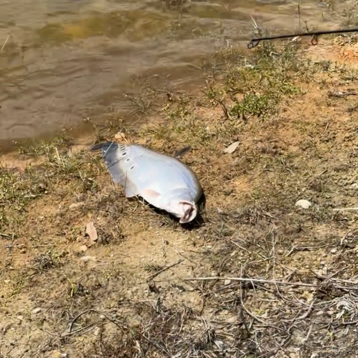 The most recent Clown knifefish catches on Fishbrain