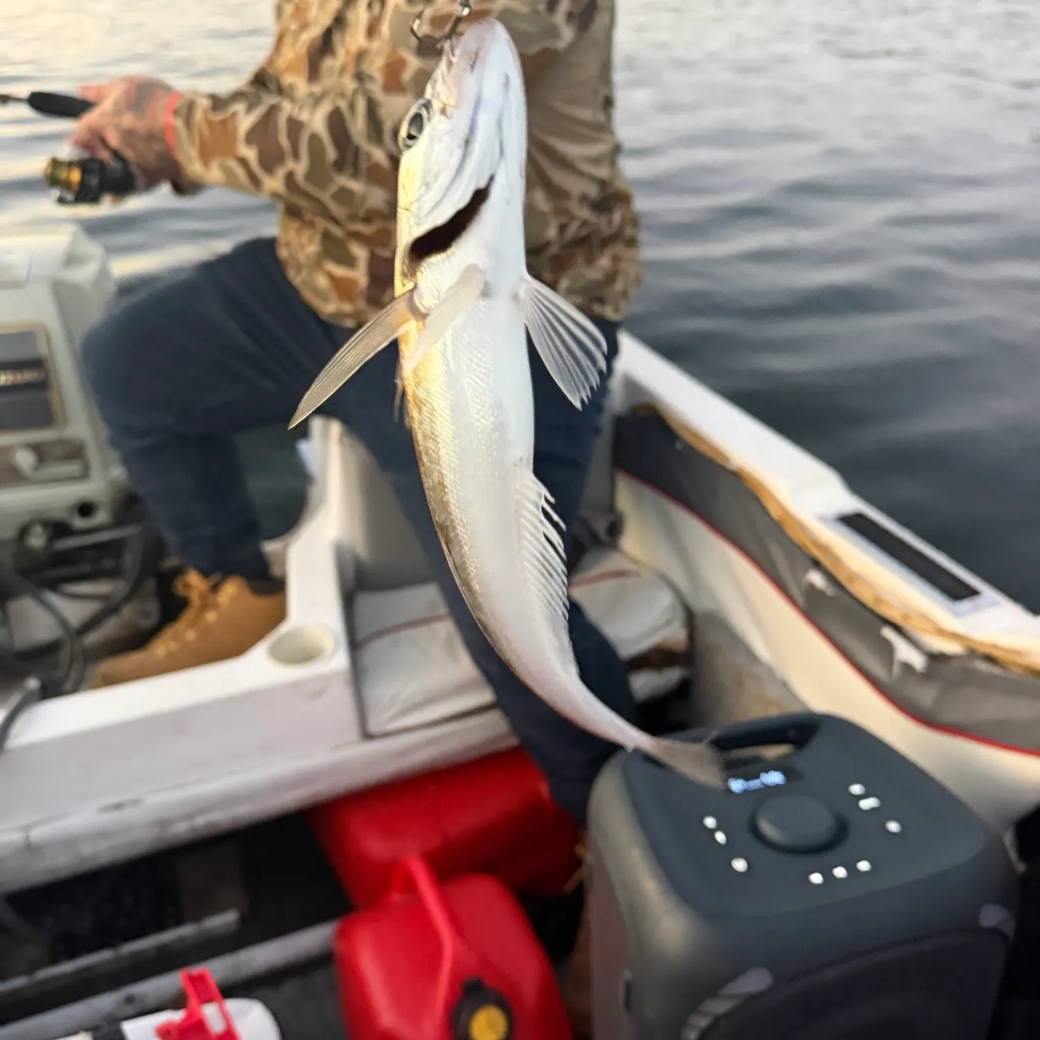 The most recent Silver hake catches on Fishbrain