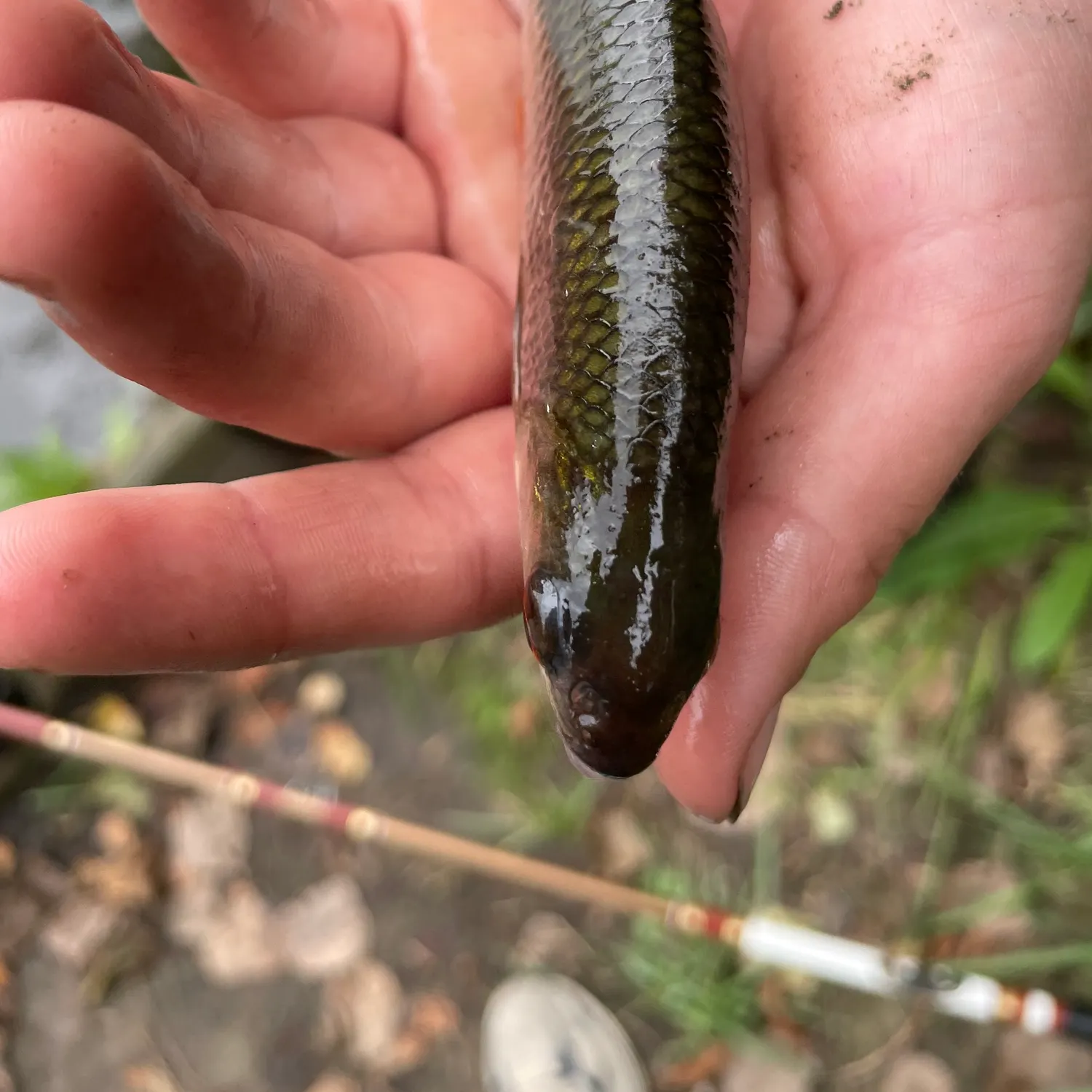 Fish caught on Fishbrain