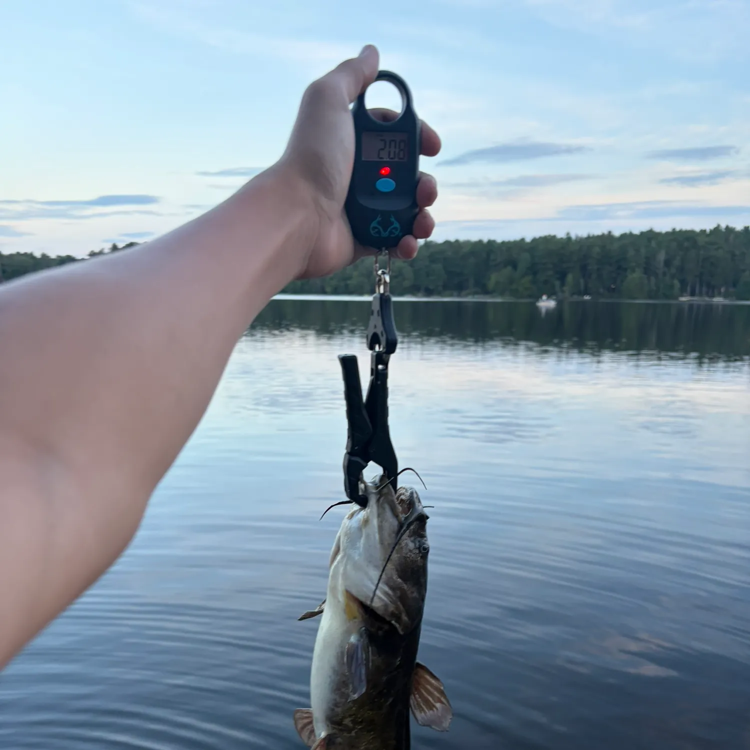 Black bullhead caught on Fishbrain