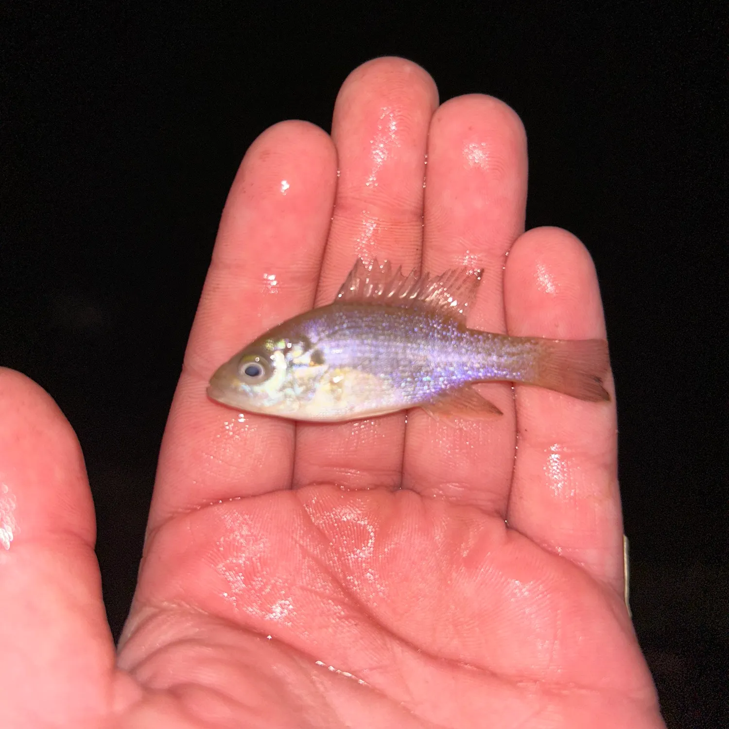The most recent Green sunfish catches on Fishbrain
