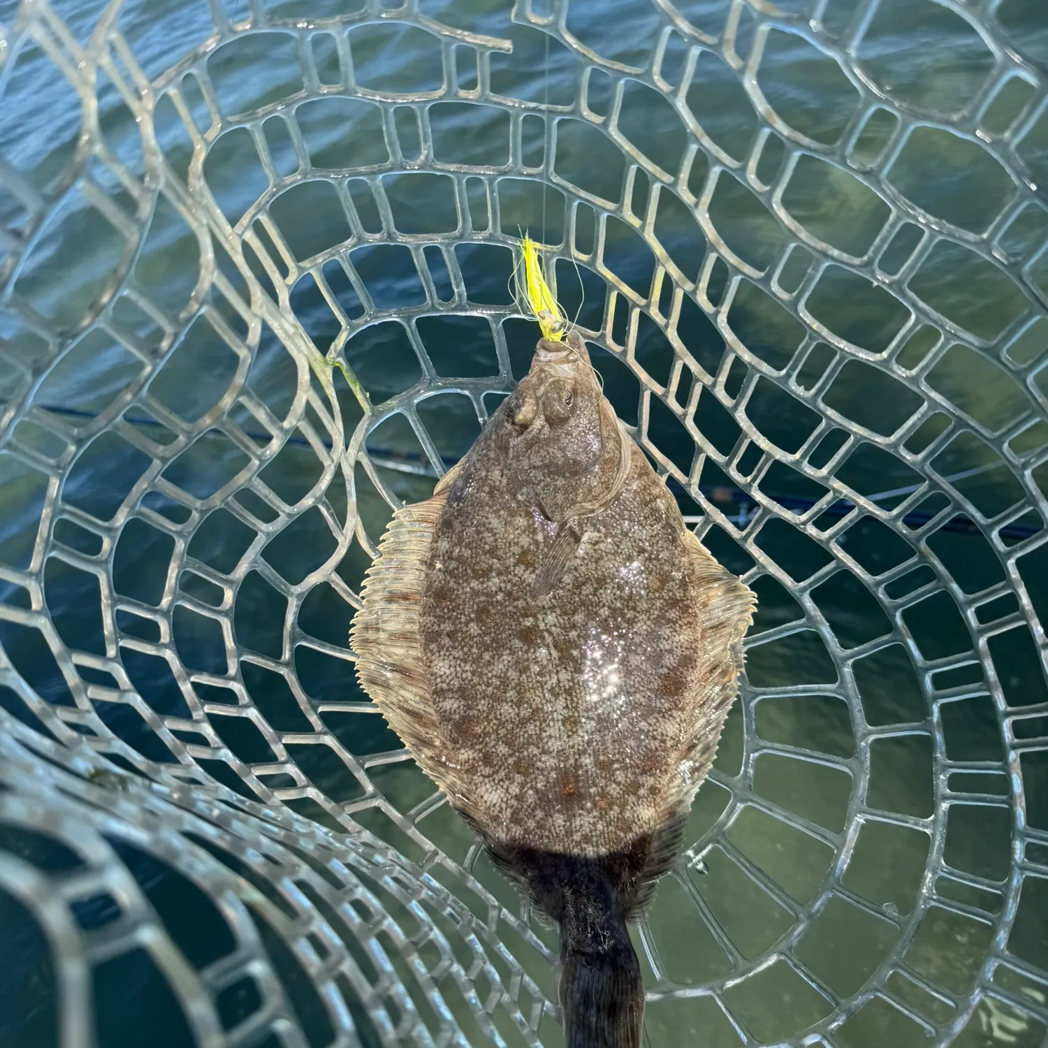 The most recent Pacific halibut catches on Fishbrain
