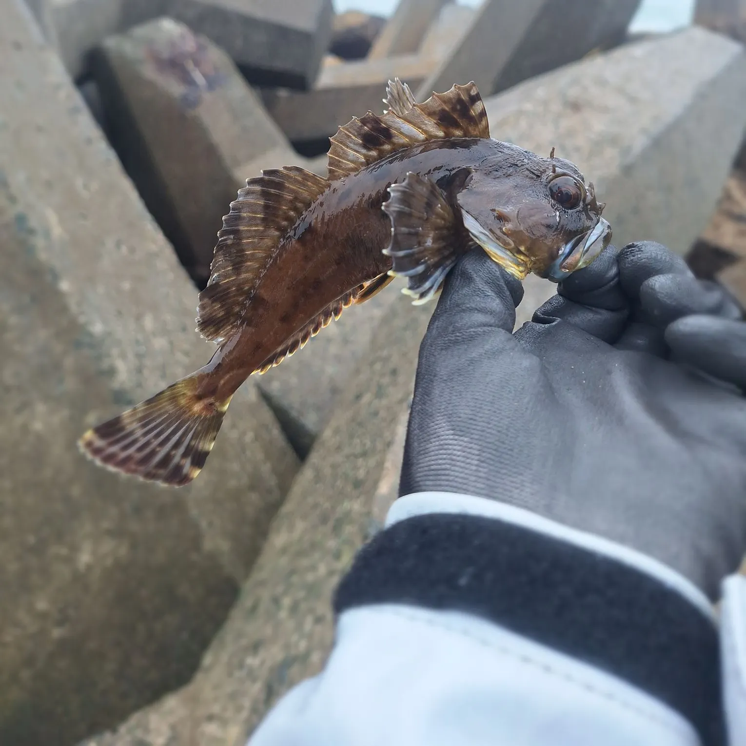 The most recent Cabezon catches on Fishbrain