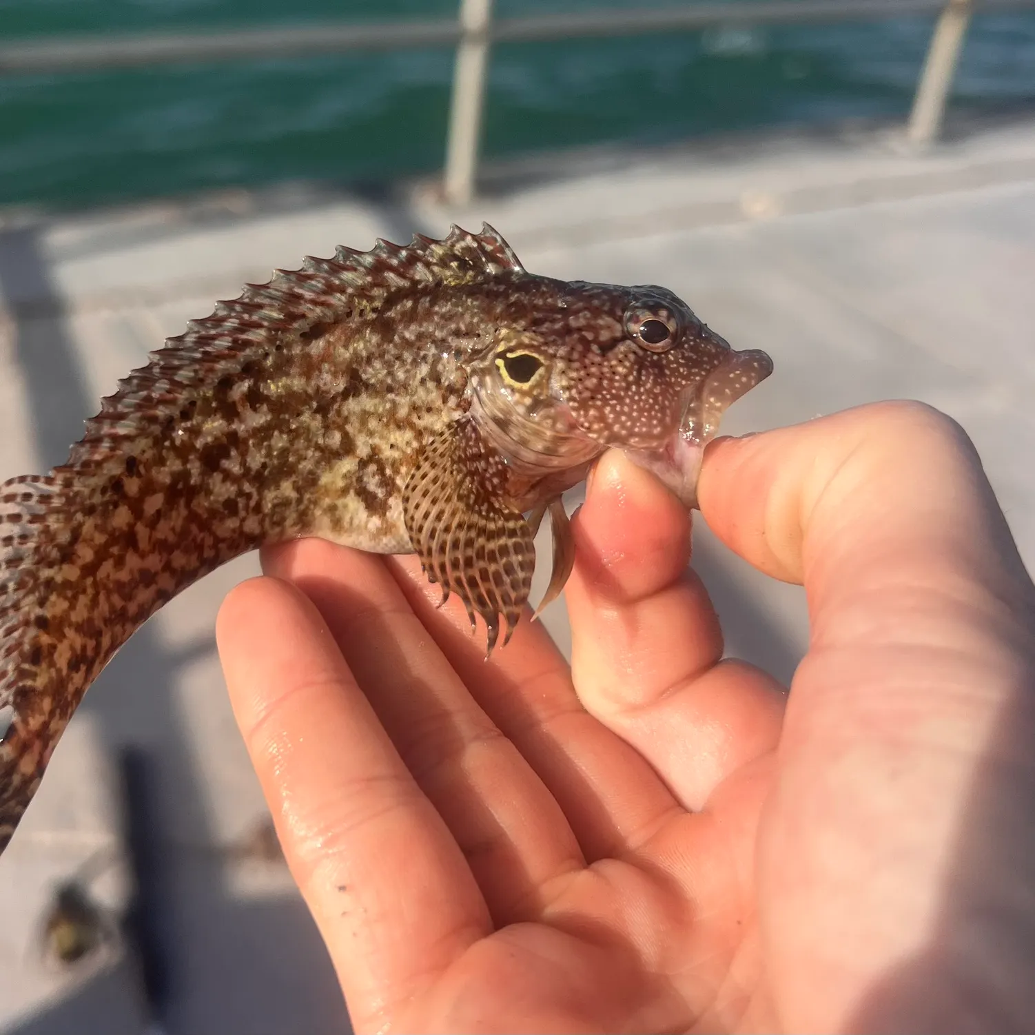 The most recent Hairy blenny catches on Fishbrain