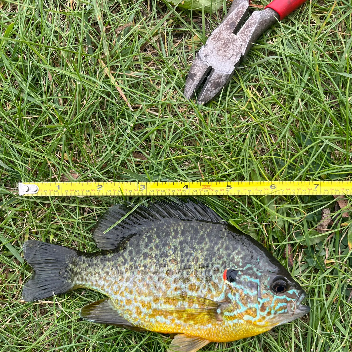 Pumpkinseed caught on Fishbrain