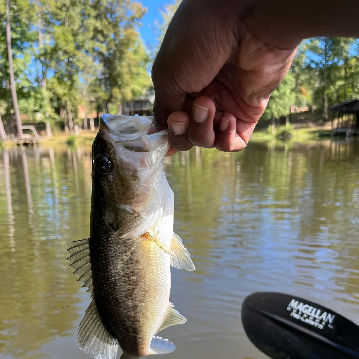 Largemouth bass caught on Fishbrain
