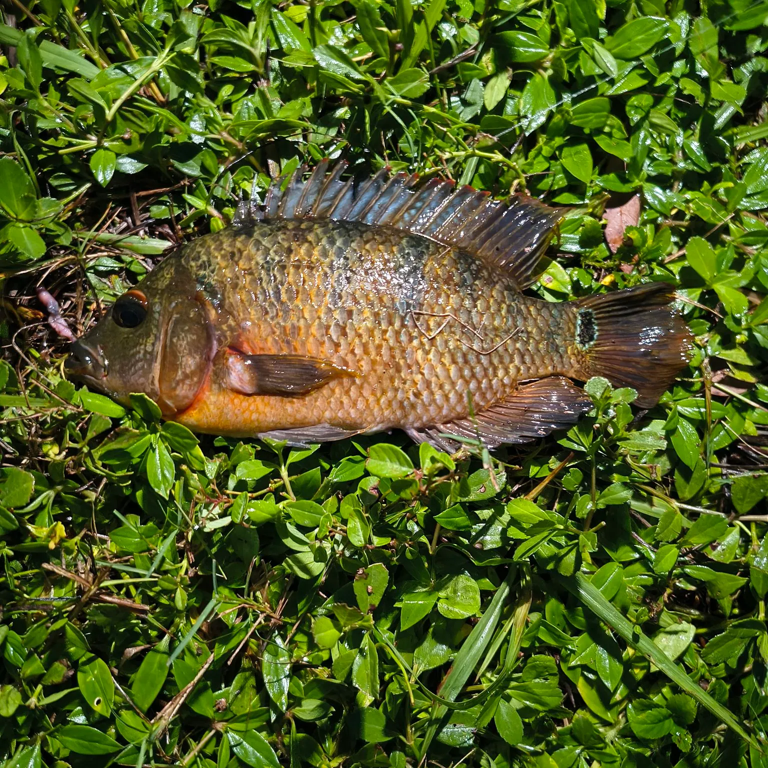 Mayan cichlid caught on Fishbrain