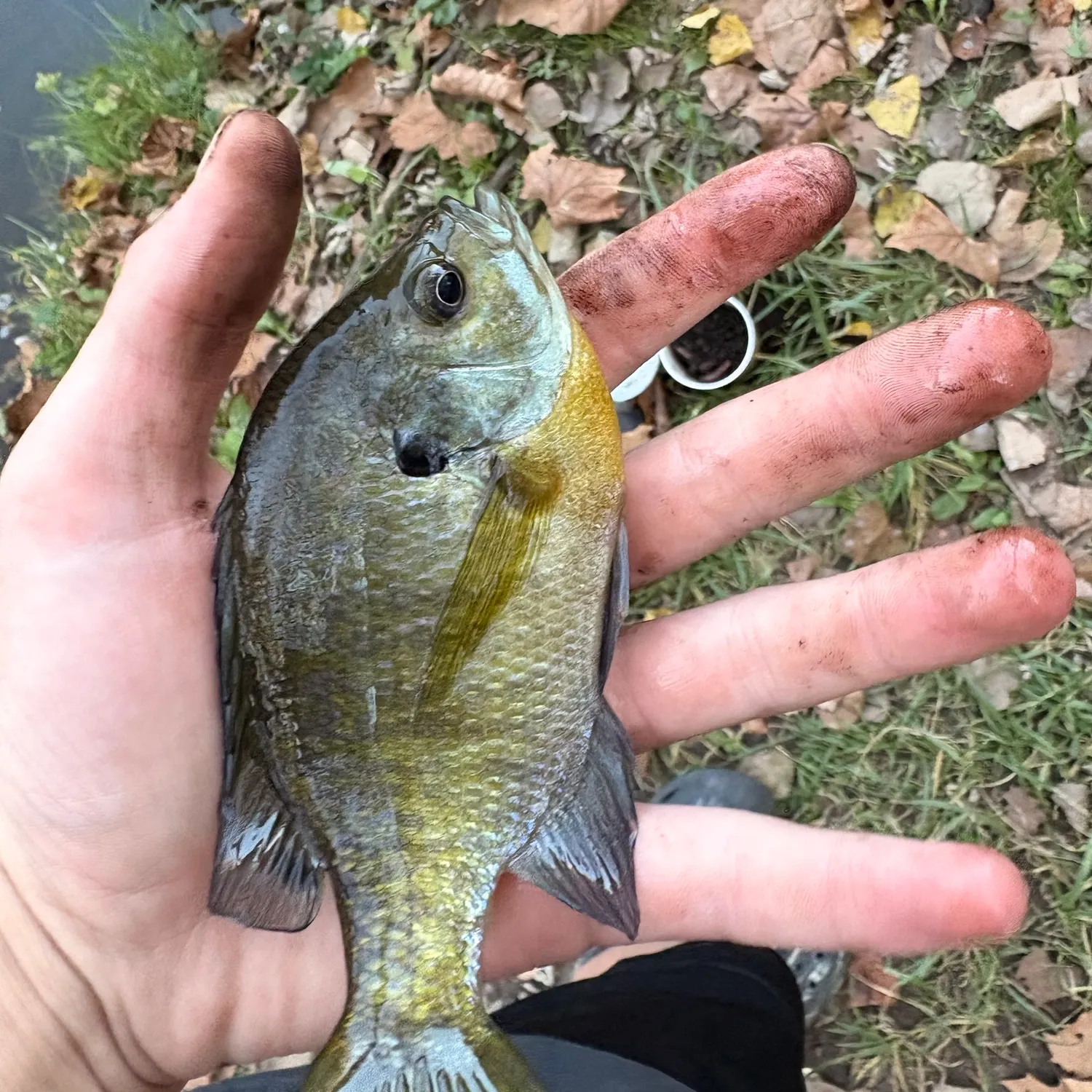 Bluegill caught on Fishbrain