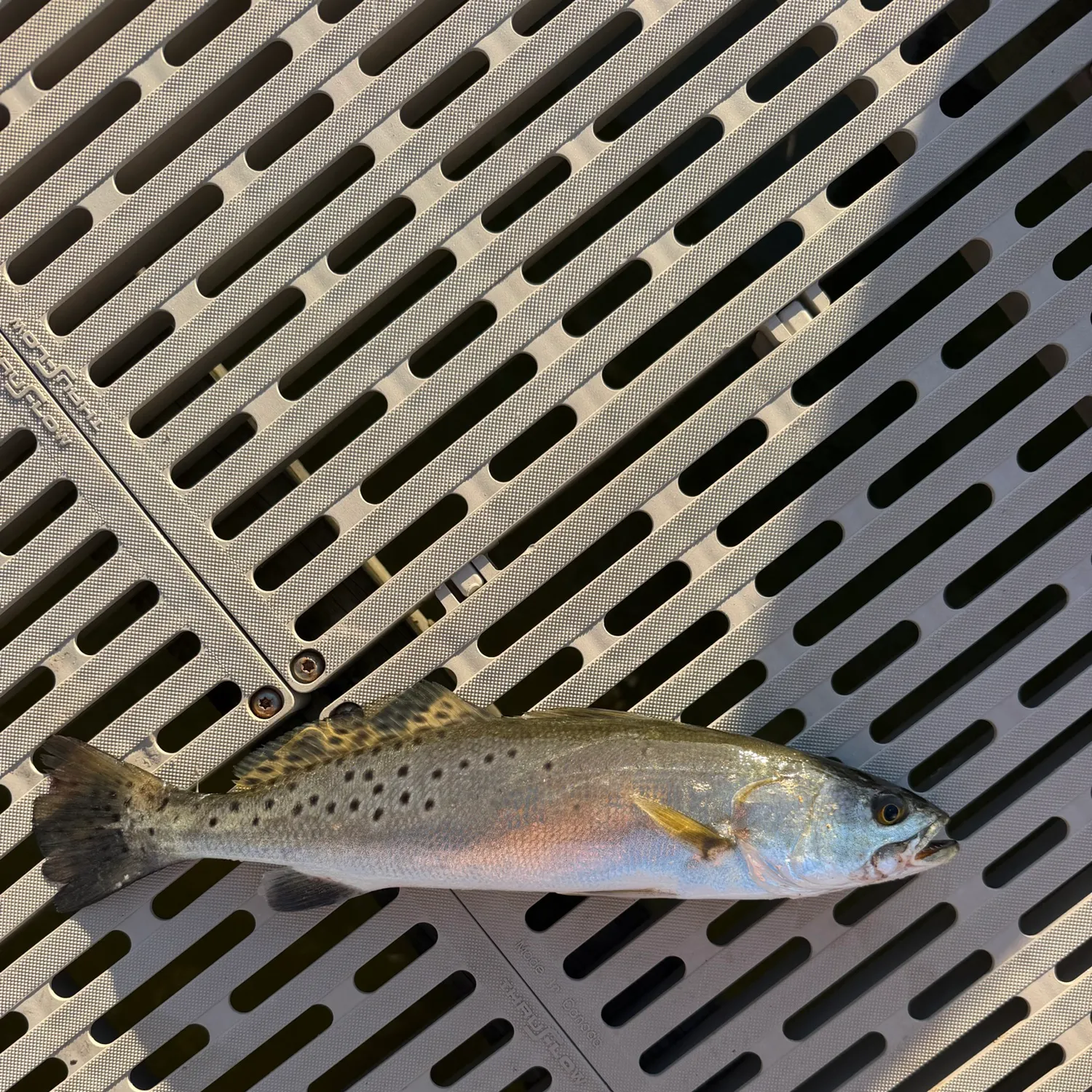 Spotted seatrout caught on Fishbrain