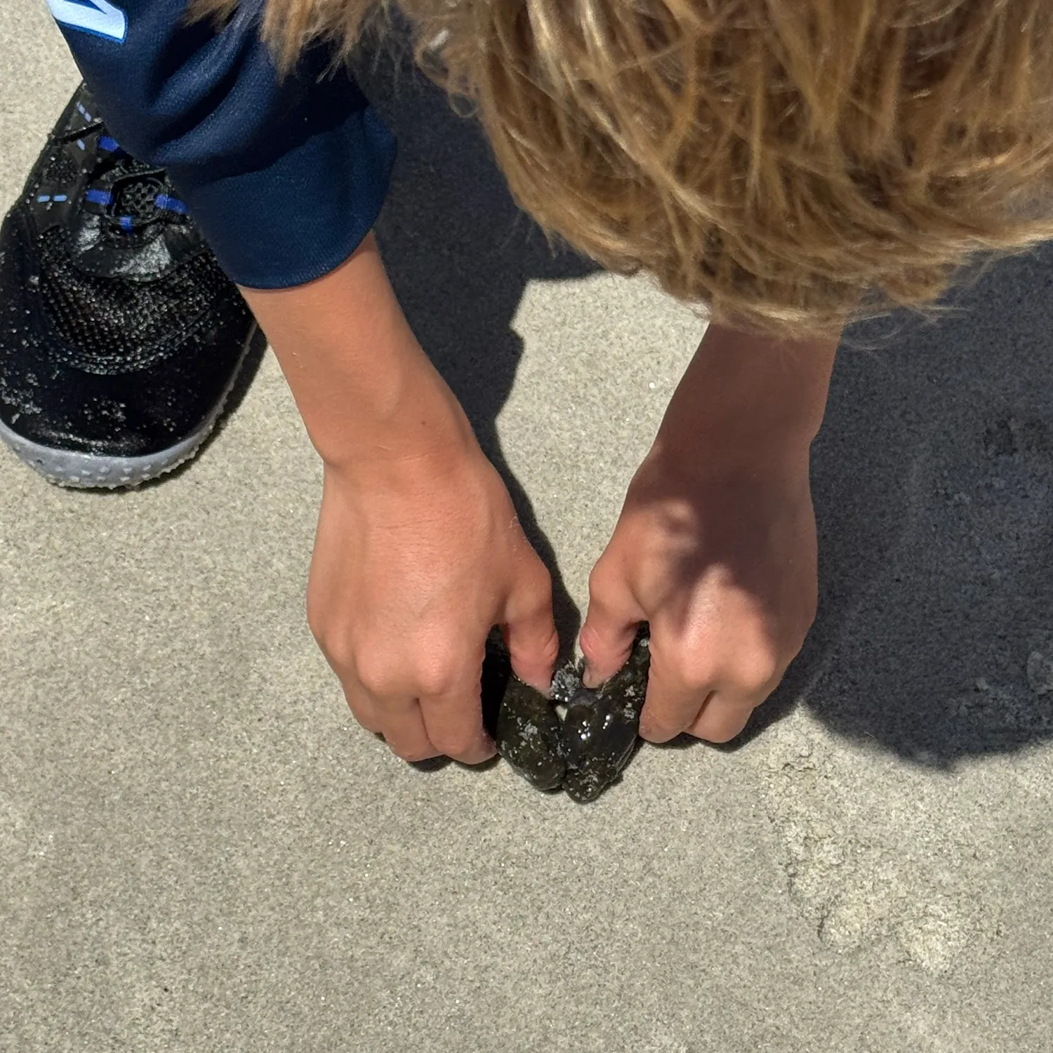 The most recent Shanny catches on Fishbrain