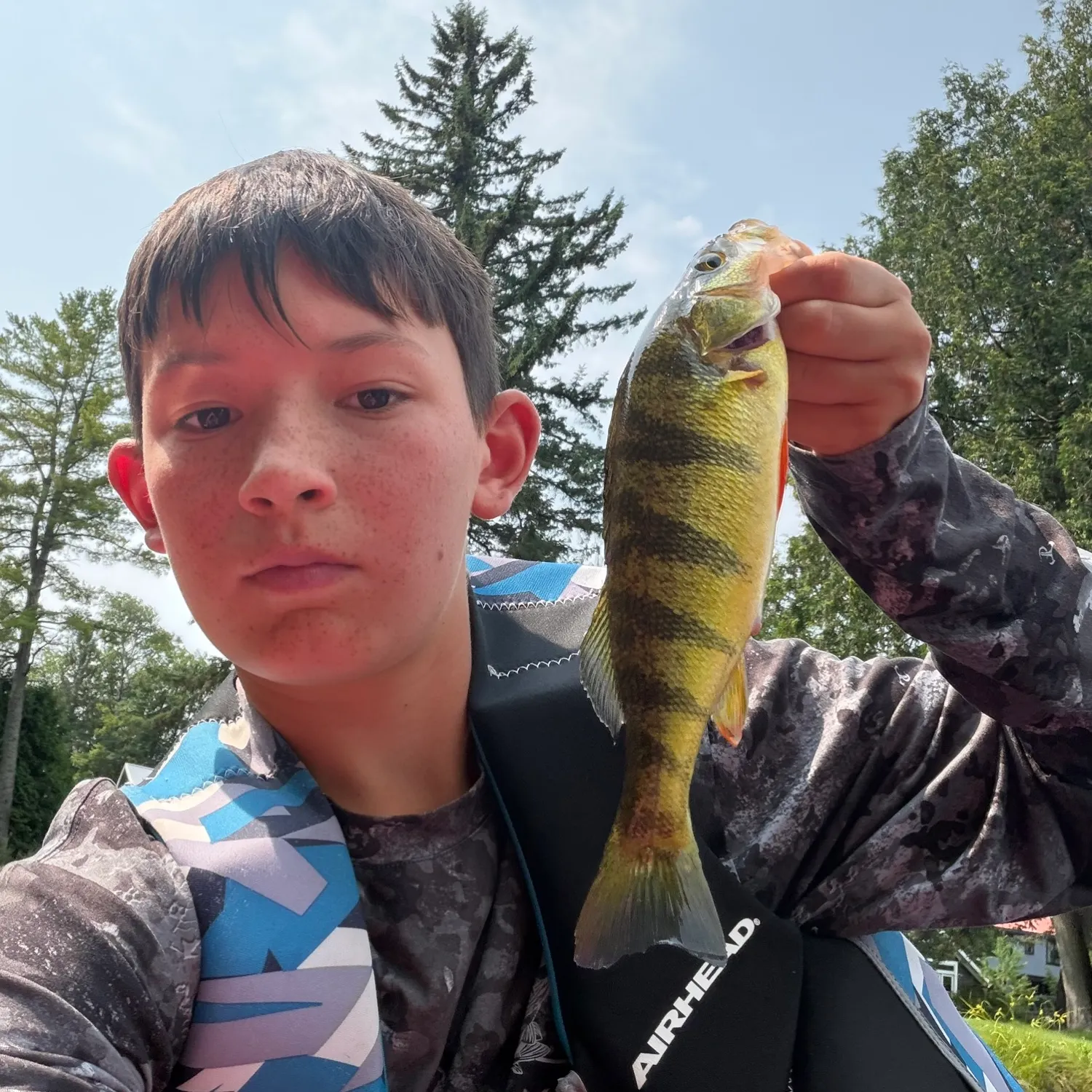 Yellow perch caught on Fishbrain
