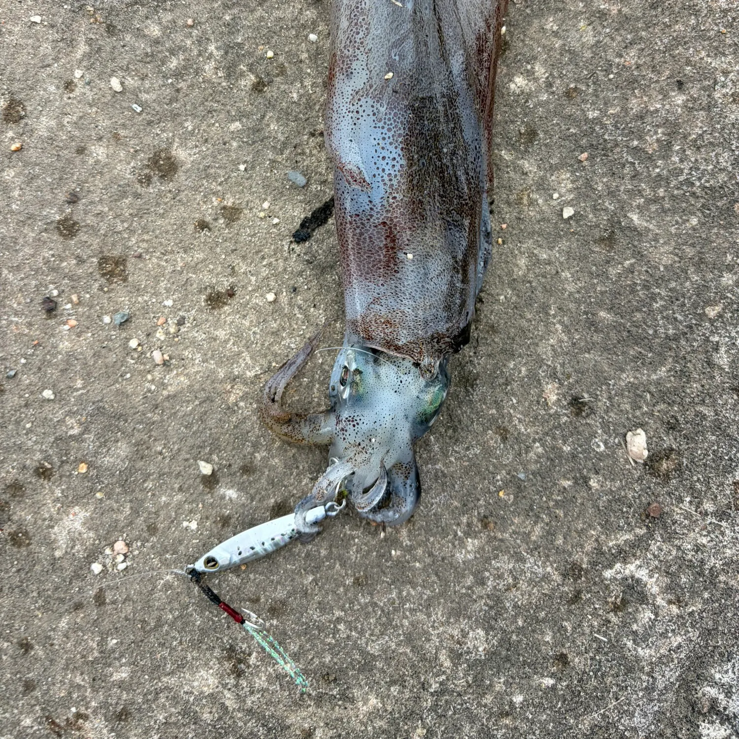 The most recent Longfin inshore squid catches on Fishbrain