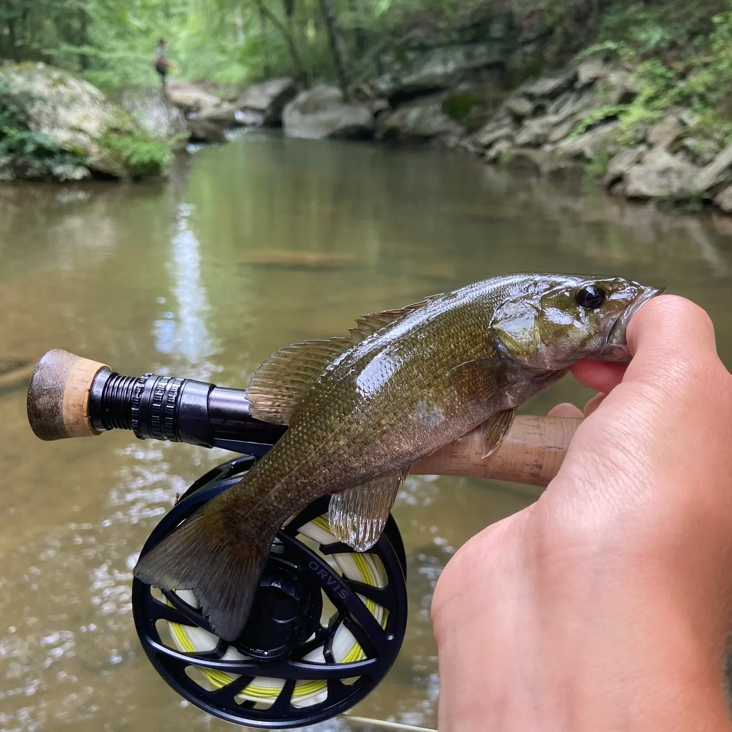 Smallmouth bass caught on Fishbrain