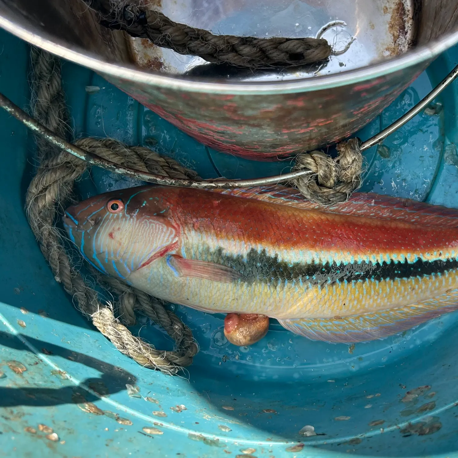 The most recent Maori wrasse catches on Fishbrain