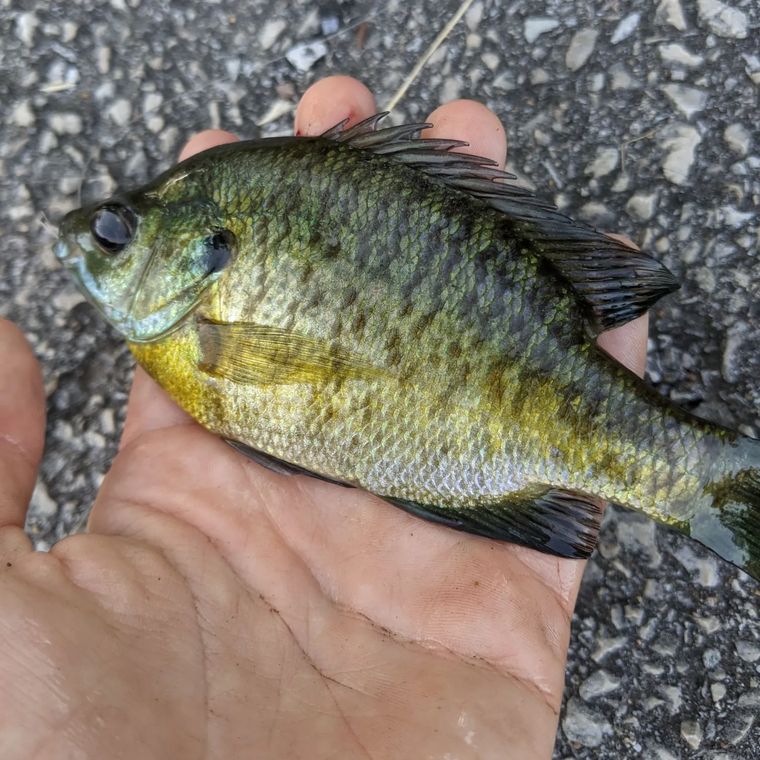 Bluegill caught on Fishbrain